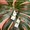 Monstera Deliciosa Stud Earrings
