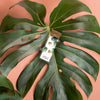 Monstera Deliciosa Stud Earrings