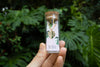Variegated Monstera Albo Necklace