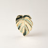 Monstera 'Thai Constellation' Pin