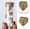 Variegated Monstera Albo Earrings