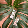 Variegated Monstera Albo Necklace