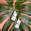 Monstera Deliciosa Stud Earrings